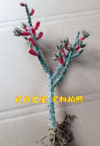 多肉植物，【仙人牡丹】 .开花很漂亮 - 图2