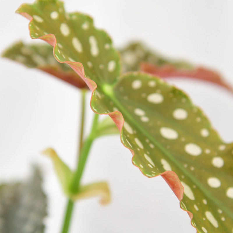 粉旗鱼秋海棠  网红室内绿植盆栽,淘宝优惠券,粉丝福利购,淘宝优惠卷