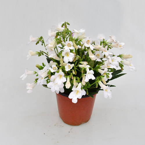 皮草苦苣苔 室内耐阴花卉 爆花机器 冬春开花 绿植花盆盆栽 - 图2