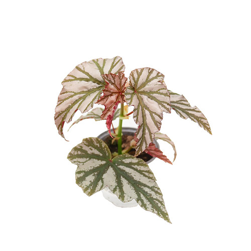琉璃竹节秋海棠  海威 Begonia highway 进口网红盆栽 - 图2