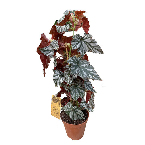 琉璃竹节秋海棠  海威 Begonia highway 进口网红盆栽 - 图1