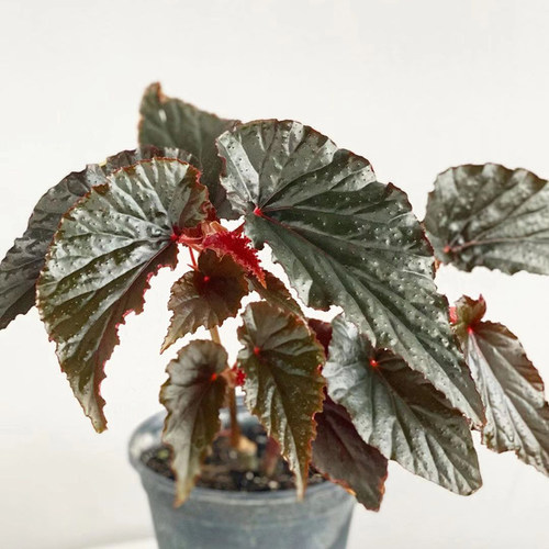 阿拉伯日落秋海棠 Begonia Arabian Sunset 竹节类稀有室内盆栽 - 图0