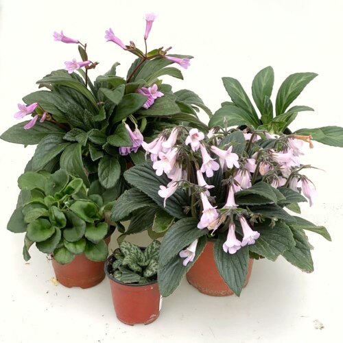皮草苦苣苔 室内耐阴花卉 爆花机器 冬春开花 绿植花盆盆栽 - 图1
