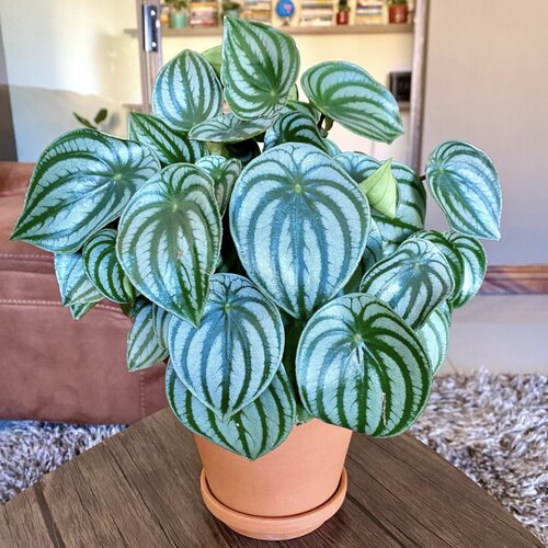 麒麟瓜椒草 Peperomia  argyreia 网红室内绿植盆栽 - 图2