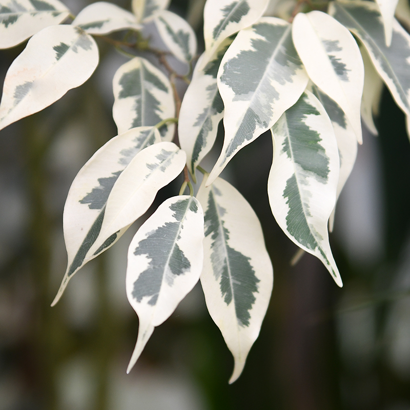 白锦星光垂榕 Ficus Benjamina variegata精品室内户外绿植盆栽-图3