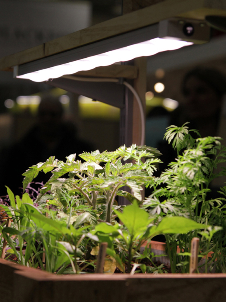 科瑞LED植物生长灯全光谱多肉补光灯上色室内雨林缸盆栽微景观灯 - 图0