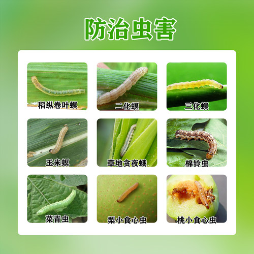 赤眼蜂抛卵球天敌寄生蜂防治水稻蔬菜玉米二化螟棉铃虫小菜蛾粘虫 - 图0