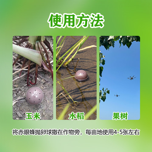赤眼蜂抛卵球天敌寄生蜂防治水稻蔬菜玉米二化螟棉铃虫小菜蛾粘虫 - 图1