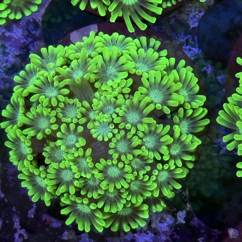 长须圆帽红宝石花茉莉花单包单苞海水鱼珊瑚缸活物活体小丑鱼海缸,淘宝优惠券,粉丝福利购,淘宝优惠卷