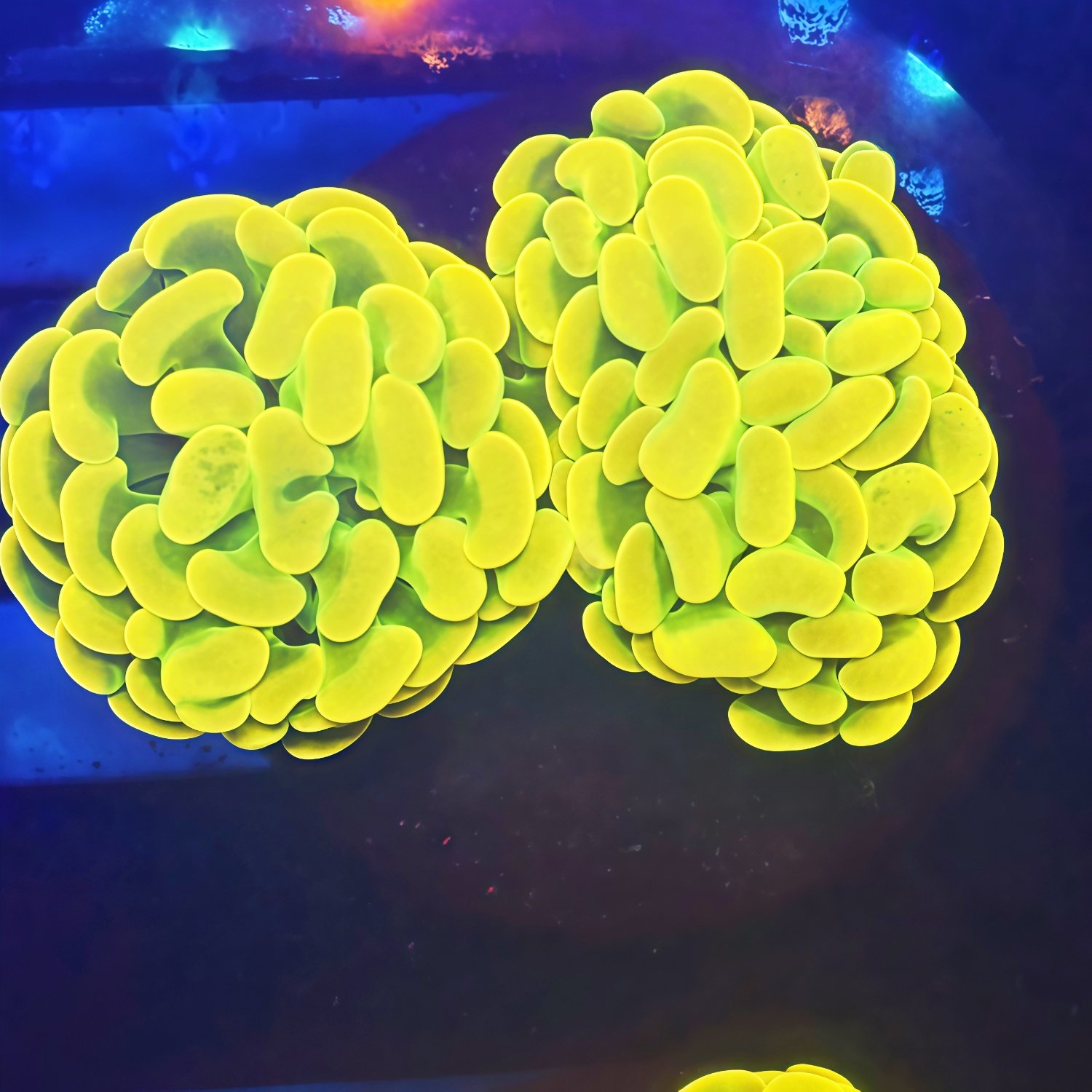 榔头合集绿榔头澳洲灯琴荧光绿气泡猪腰海水鱼缸珊瑚活体海峰水族,淘宝优惠券,粉丝福利购,淘宝优惠卷