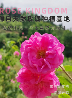 新鲜玫瑰纯露500ml补水亮肤花水
