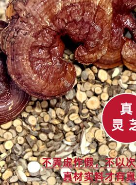 人参灵芝何首乌头皮护理液