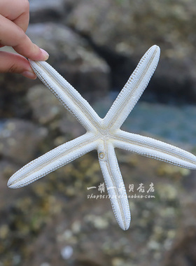 霸王面包手指婚庆墙贴海螺贝壳