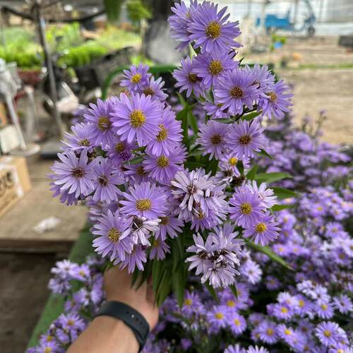 四季新品翠菊紫苑盆栽荷兰菊花苗多年生宿根植物庭院阳台地栽花卉 - 图2
