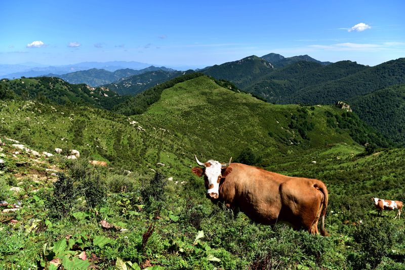 牛肉新鲜深山高海拔喝山泉纯吃草现杀黄牛肉生鲜牛排骨冷冻生牛肉 - 图0