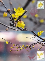 2023 Japan Flower Series Ramei Japan Limit sheet 2 sets