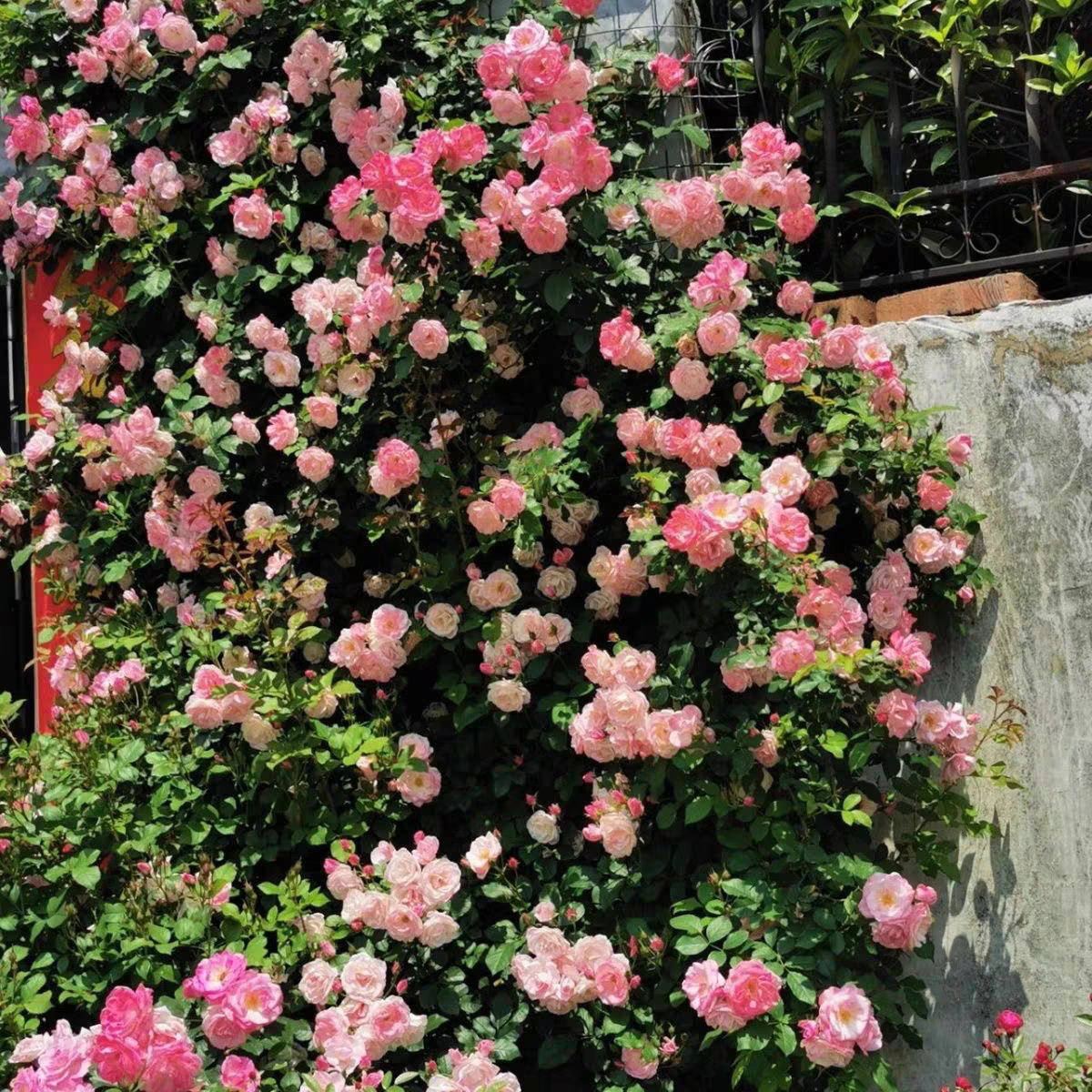 藤本樱霞 藤本月季  多季节开花  长势快抗病,淘宝优惠券,粉丝福利购,淘宝优惠卷