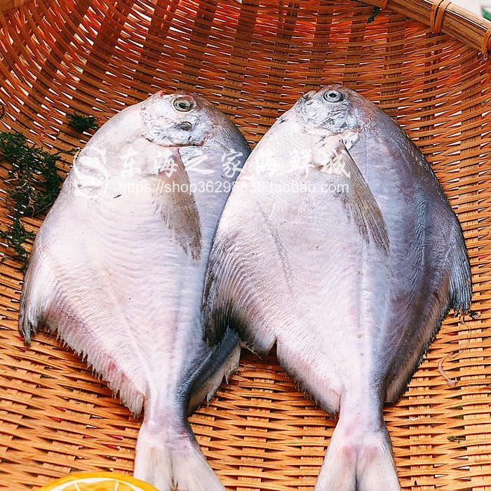 新货东海白鲳鱼鲜活冷冻银鲳鱼新鲜平鱼深海鱼海鲜水产品2条装 - 图3