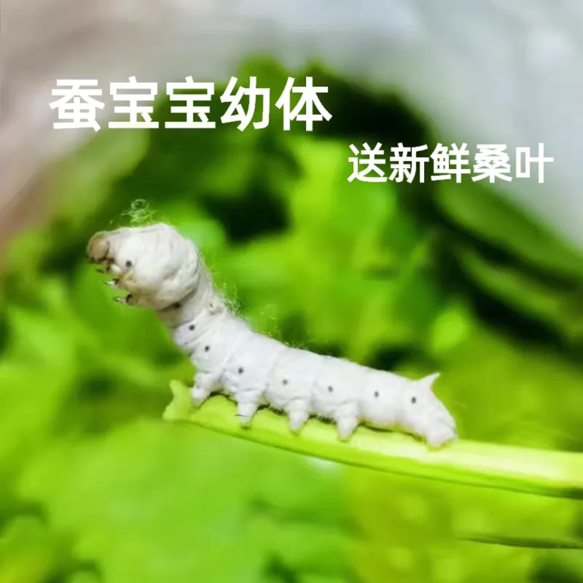 桑叶喂蚕新鲜现摘幼小蚕宝宝食用泡茶大小叶农家桑叶速发重庆包邮 - 图2