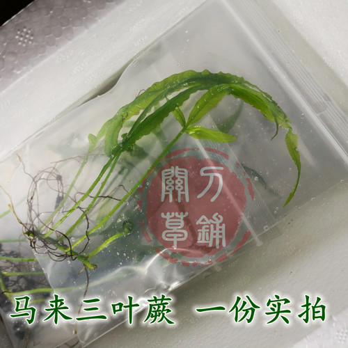 三叶蕨  马来实蕨 水下叶青叶透明 稀有品种 阴性水草ADA水族造景 - 图2