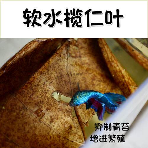 榄仁叶懒人叶斗鱼繁殖埃及短鲷罗汉定水降酸鱼缸水族增色 - 图2