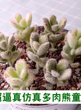 熊童子仿真多肉植物假多肉绿植墙