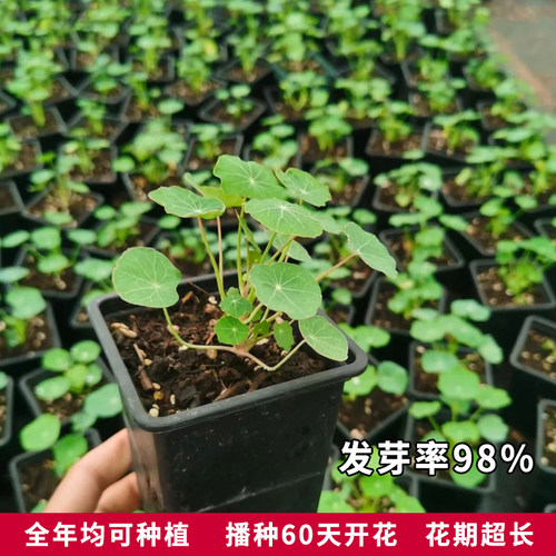 旱金莲种子旱荷花种垂吊爬藤花卉种籽室内阳台盆栽春夏秋播种四季 - 图3