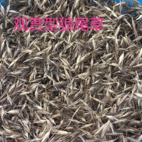 狼尾草籽种子荒山地覆绿复牧草型狗尾巴草籽紫穗狼尾草籽护坡观赏 - 图3
