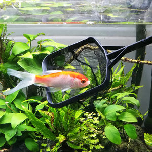 佳璐渔捞网兜方形鱼捞可调节手抄鱼网金鱼观赏鱼不锈钢水族箱抄网