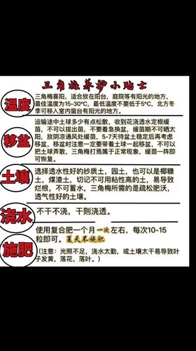 《金夫人》飘枝，垂钓，高飘三角梅花卉绿植 可看苗情 - 图3