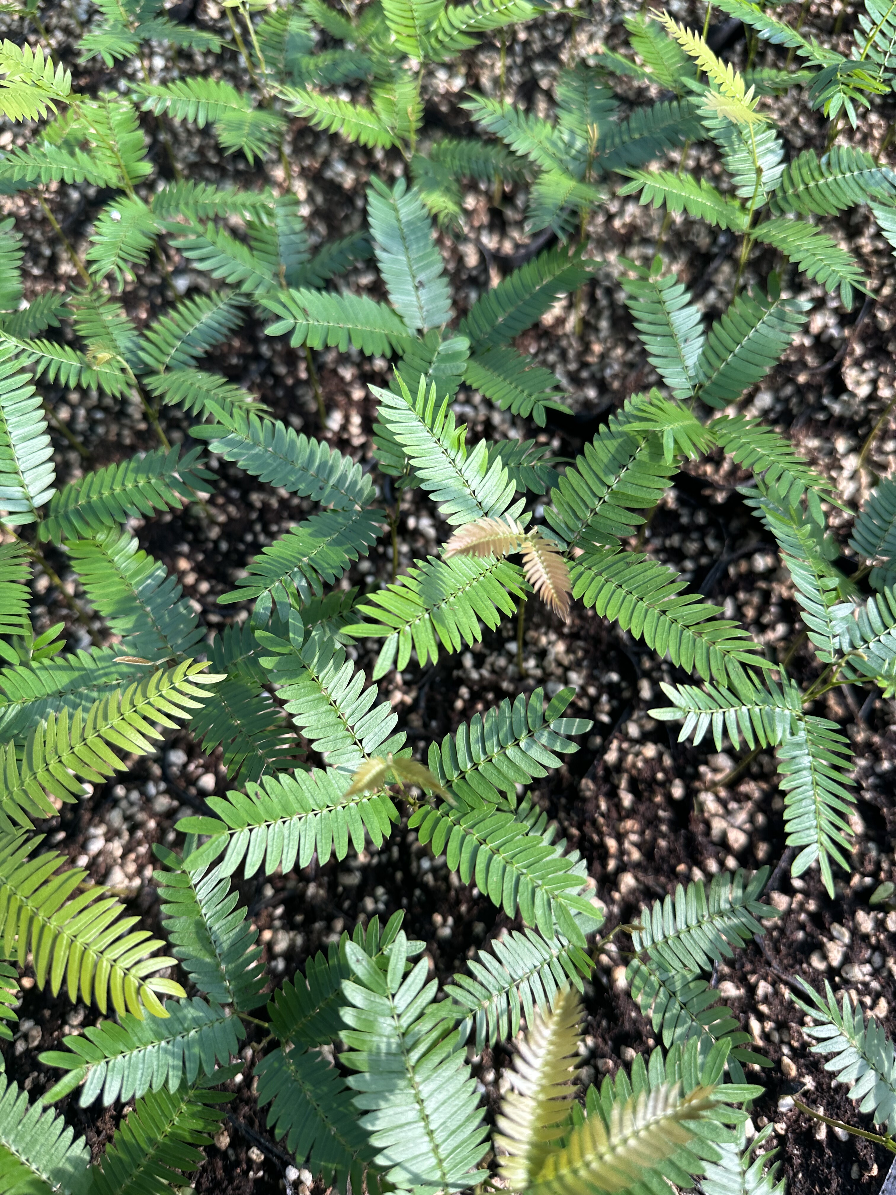 自家基地 密叶猴耳环4片叶子以上   室内网红热门观叶绿植,淘宝优惠券,粉丝福利购,淘宝优惠卷