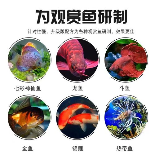 日本黄粉观赏鱼锦鲤充血炸鳞烂尾厌食水霉白点蒙眼鱼缸杀菌鱼药 - 图1