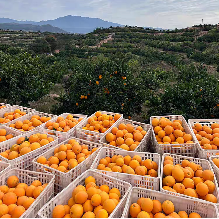 正宗江西赣南脐橙新鲜水果橙子10斤20斤装赣州自家果园现摘直发,淘宝优惠券,粉丝福利购,淘宝优惠卷