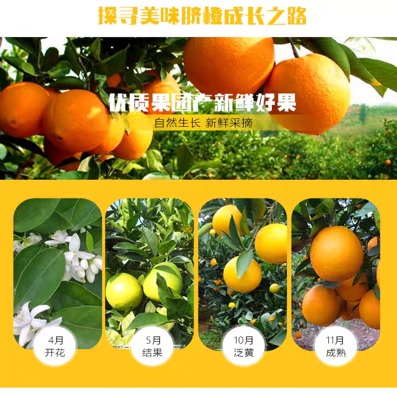 正宗江西赣南脐橙新鲜水果橙子10斤20斤装赣州自家果园现摘直发,淘宝优惠券,粉丝福利购,淘宝优惠卷
