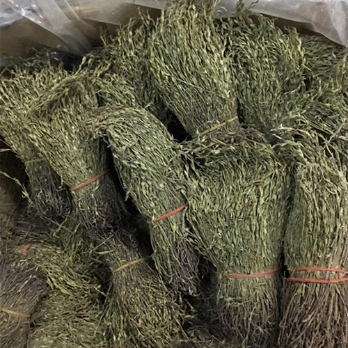 独脚金小儿开胃汤包野生新鲜干货独角金柑正品野生疳积草中药材 - 图1