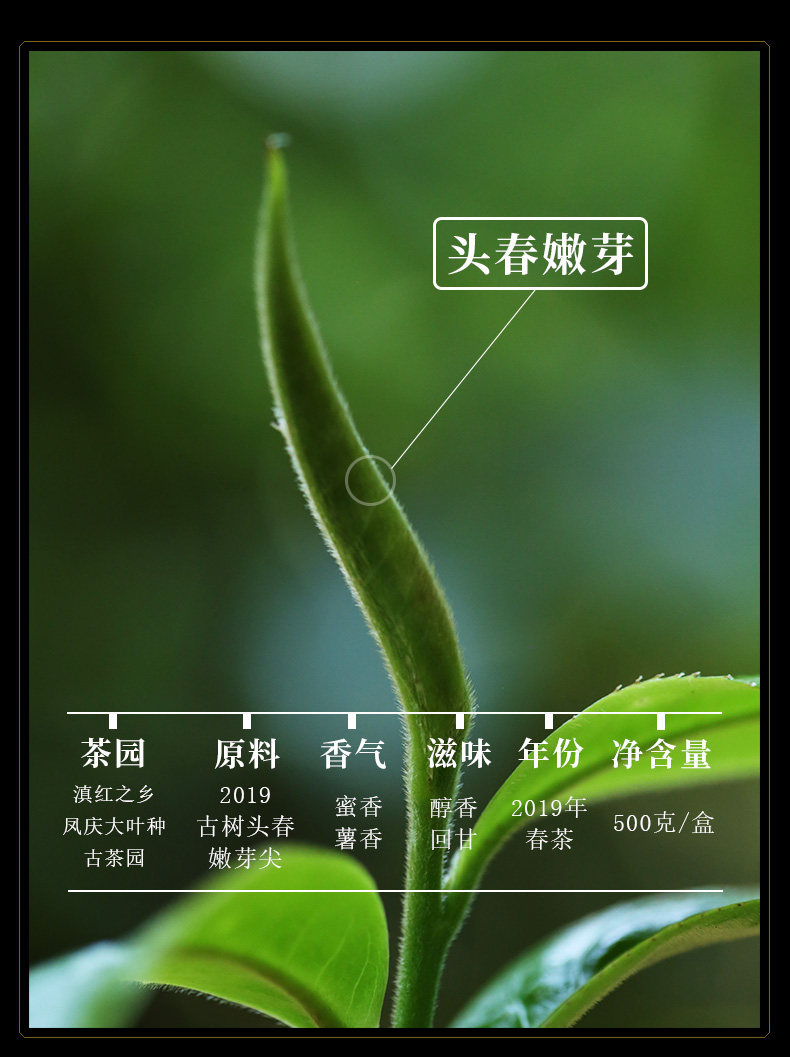新益号大金芽500g云南2016滇红茶 新购普洱茶滇红