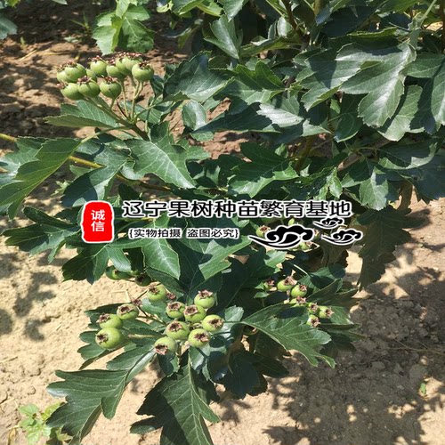 嫁接山楂苗大金星地栽山楂树大五棱适合南北方种植嫁接磨盘果树苗 - 图2