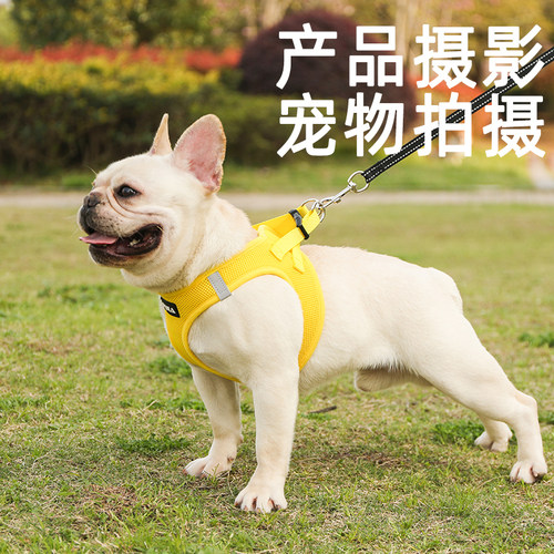 亚马逊电商宠物模特用品拍摄信息流视频狗狗猫咪摄影产品拍照视频 - 图2