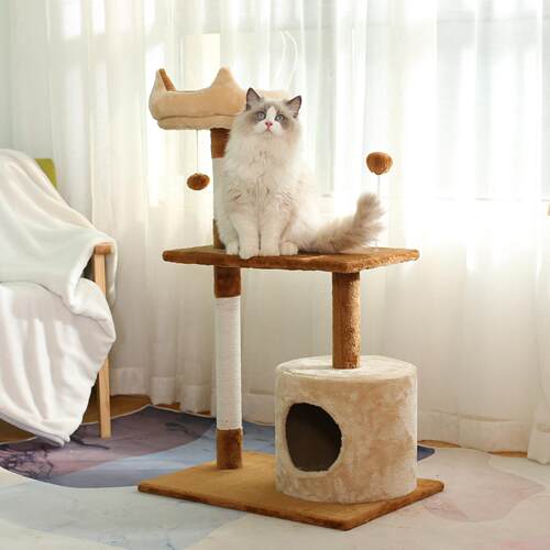 亚马逊电商宠物模特用品拍摄信息流视频狗狗猫咪摄影产品拍照视频 - 图1