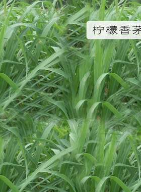 印度进口柠檬香茅精油10ml柠檬草精油单方净化空气香薰植物原料