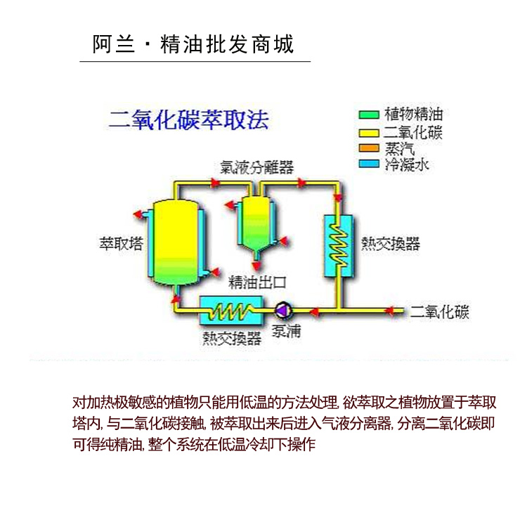 新纯正苦参精油100ml按摩刮痧植物萃取天然草本单方精油正品 - 图1