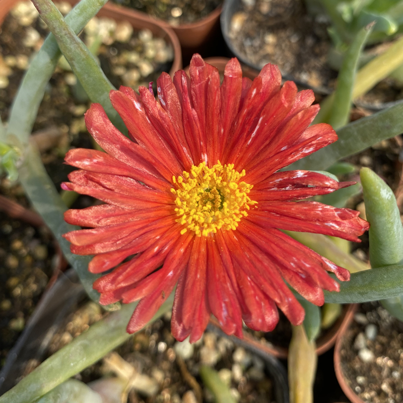 花龙园艺 红花奔龙 宝华玉 中国红花色 番杏科 基地直供 多肉植物 - 图1