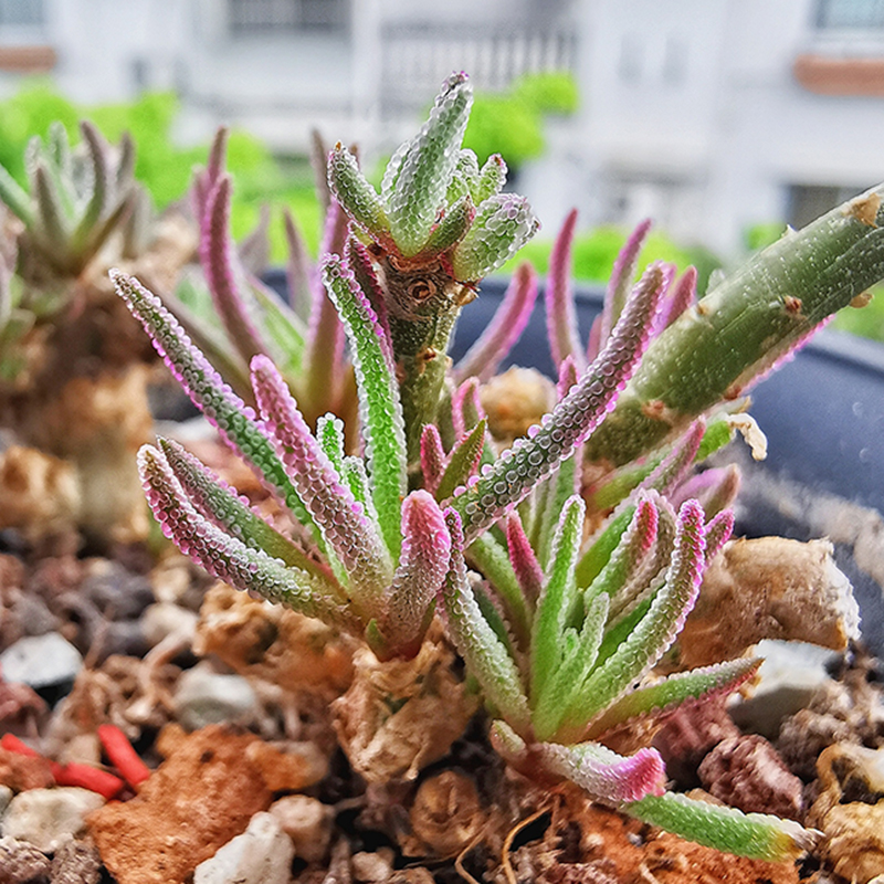 花龙园艺 天赐 开绿花 块根多肉植物 番杏科 基地直供 - 图3