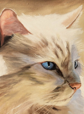 40*60cm 手绘 油画 动物 猫咪  白猫 布偶  装饰画  LJL涂