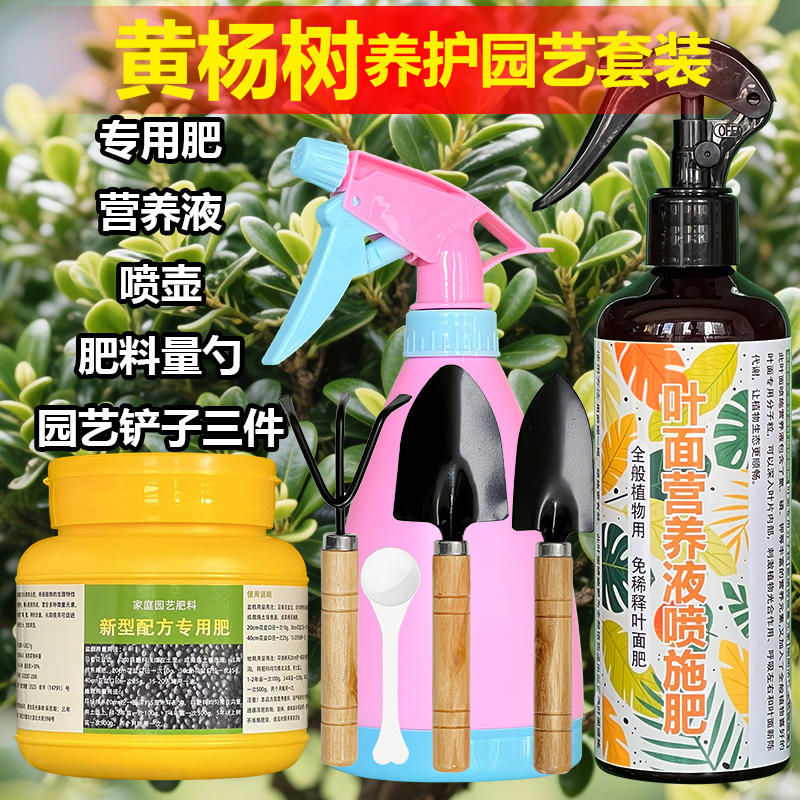 黄杨树专用肥料盆栽盆景专用土营养液干叶子发枯黄枯萎掉叶面肥料 - 图2