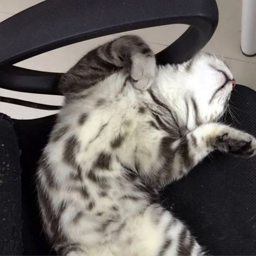 美短纯种银虎斑猫活体幼猫美短加白折立耳起司猫自家繁殖宠物猫p - 图1