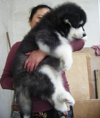 纯种活体巨型阿拉斯加雪橇犬幼犬烟灰色桃脸熊版巨大阿拉斯加g1g 虎窝淘