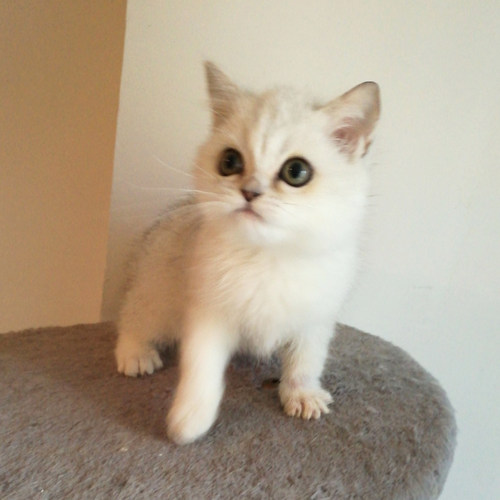 英短银渐层绿眼 英国短毛猫幼猫咪活体宠物猫纯种家养健康p - 图2