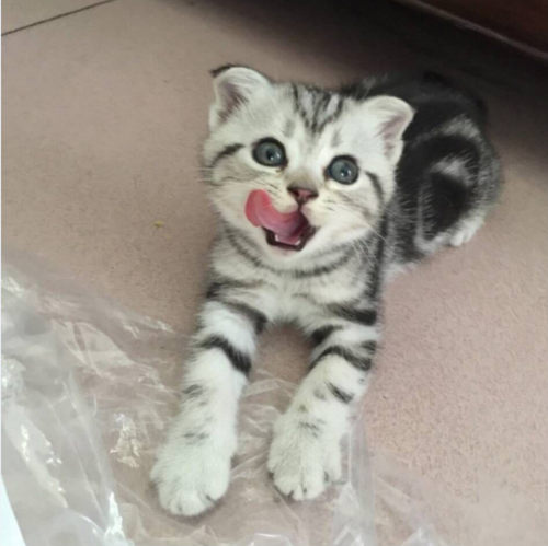 美短纯种银虎斑猫活体幼猫美短加白折立耳起司猫自家繁殖宠物猫p - 图0