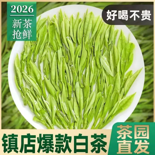 正宗明前白茶2026新茶高山绿茶毛尖嫩芽珍稀白茶散装袋装茶叶 - 图0